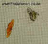 Schmetterlingshalle_4.JPG (83049 Byte)